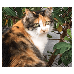 [LINEスタンプ] キュートな猫ちゃん