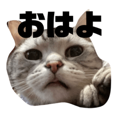 [LINEスタンプ] ねこ 顔だけ編 シンプル