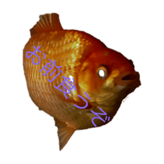 [LINEスタンプ] 金魚の大冒険