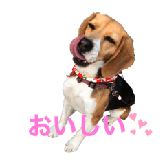 [LINEスタンプ] ビーグルぐるぐるスタンプ