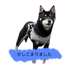 [LINEスタンプ] 豆柴の杏子Vol.2