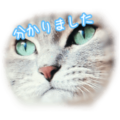 [LINEスタンプ] うちの子すたんぷです   みいにゃちゃちゃ