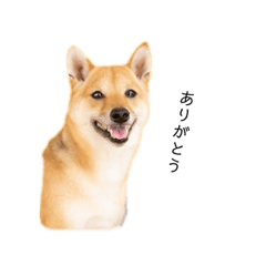 [LINEスタンプ] 柴犬、つーちゃんスタンプ❷