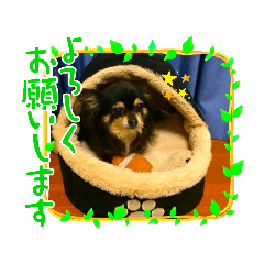 [LINEスタンプ] ブラックタンチワワのコタ