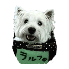 [LINEスタンプ] ウエスティのラルフ①