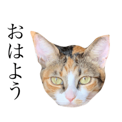 [LINEスタンプ] 保護猫秋 AKI no.3