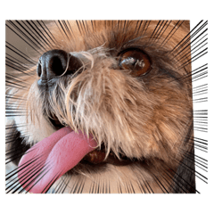[LINEスタンプ] シーズー犬ぽぽ7