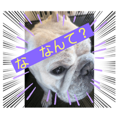 [LINEスタンプ] フレンチブルドックのビーム