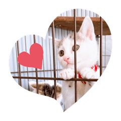 [LINEスタンプ] モカちゃこ❤︎