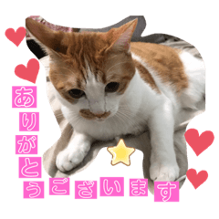 [LINEスタンプ] み-ちゃん.く-ちゃん.どんちゃんのスタンプ