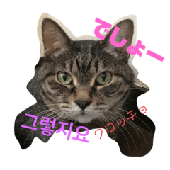 [LINEスタンプ] ハングルなネコ