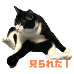 [LINEスタンプ] ハチ割れクロちゃんの日常
