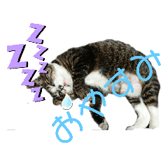 [LINEスタンプ] たぬきなたつきくん