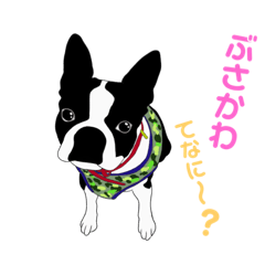 [LINEスタンプ] 私の可愛いしろくろちゃん