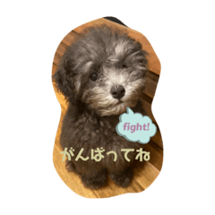 [LINEスタンプ] トイプードルシルバーの麦⋆*パピー編