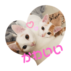 [LINEスタンプ] しろてんスタンプ-幼少期ver-