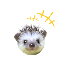 [LINEスタンプ] はりねずみのわさび