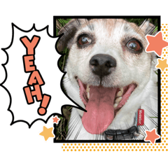[LINEスタンプ] ジャックラッセルテリアはつのスタンプ ②