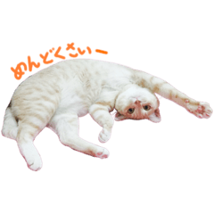 [LINEスタンプ] bory_cha