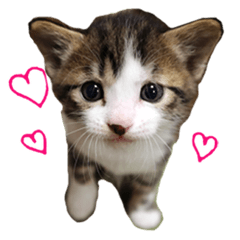 [LINEスタンプ] あざと可愛い子ねこのスタンプ