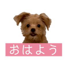 [LINEスタンプ] つい使いたくなるしゅうまいのスタンプ