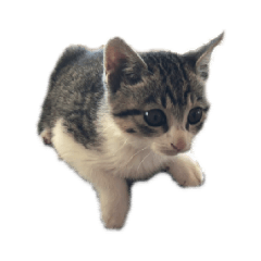 [LINEスタンプ] すみれファン倶楽部