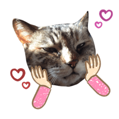 [LINEスタンプ] にゃーい、にゃいにゃい
