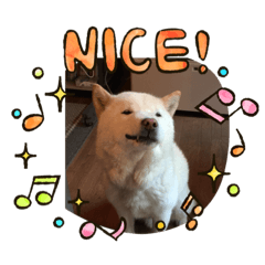 [LINEスタンプ] 北海道犬・ソラのスタンプ