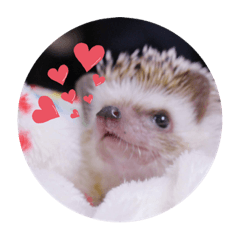 [LINEスタンプ] みんなのぺろちゃん