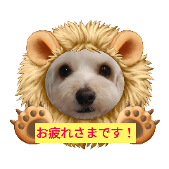 [LINEスタンプ] チワプー♡小麦です【敬語】