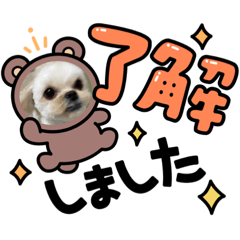 [LINEスタンプ] 毎日ペット⑤