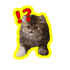 [LINEスタンプ] エキゾチックショートヘアの桜心和