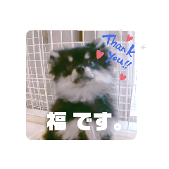 [LINEスタンプ] 【ポメラニアンの福】
