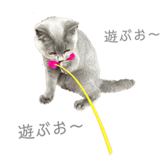 [LINEスタンプ] 愛猫IKURA ⑵