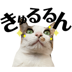 [LINEスタンプ] 犬と猫の日常スタンプ①