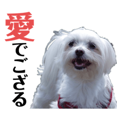 [LINEスタンプ] 癌と闘うマルチーズ チャールズのスタンプ