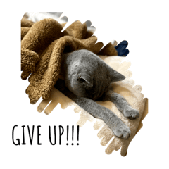 [LINEスタンプ] 愛猫IKURA