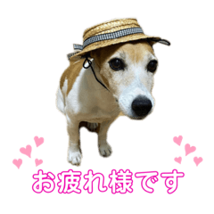 [LINEスタンプ] Luckyのほのぼのスタンプ