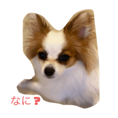 [LINEスタンプ] ぴのちゃんスタンプ♡