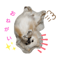 [LINEスタンプ] ポメラニアンのココちゃん。