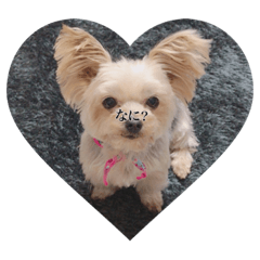 [LINEスタンプ] 犬だらけワン♡ワン♡ワン♡