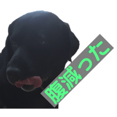 [LINEスタンプ] ラブラドールレトリバー 黒ラブ