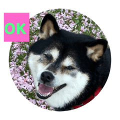 [LINEスタンプ] 黒柴の桃香スタンプその1