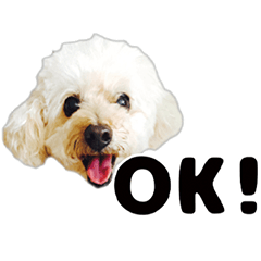 [LINEスタンプ] トイプーべる①