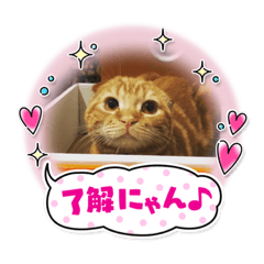 [LINEスタンプ] 茶トラスコティッシュのマロンくん