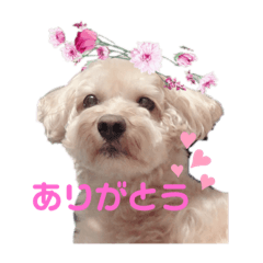 [LINEスタンプ] シュナプーのセナ