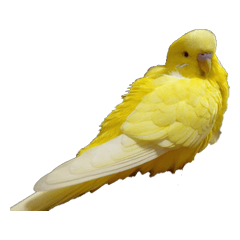 [LINEスタンプ] セキセイインコのパリィ