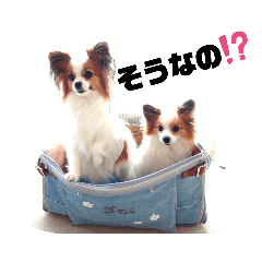 [LINEスタンプ] パピヨン クララ＆レイナ9