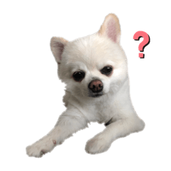 [LINEスタンプ] ぽめちわのきゅん太