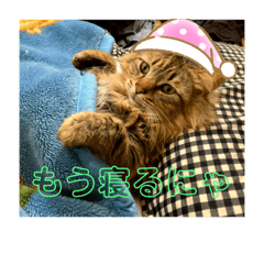 [LINEスタンプ] ガロ 犬のような猫ver0